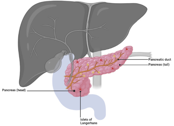 Pancreatic cancer